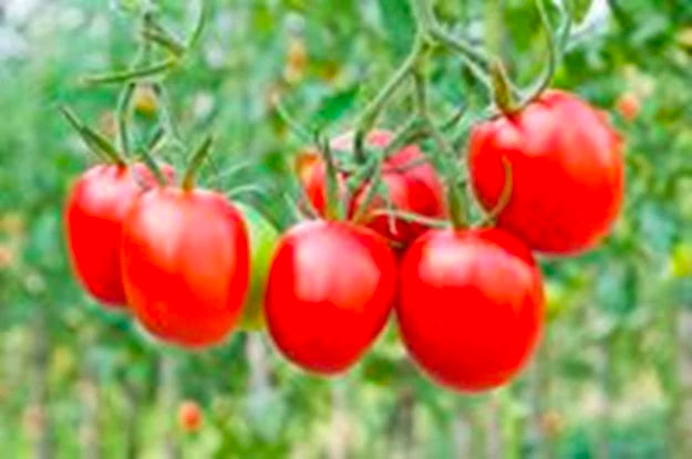 Beautiful, Tasty, Authenic Italian Tomatoes!